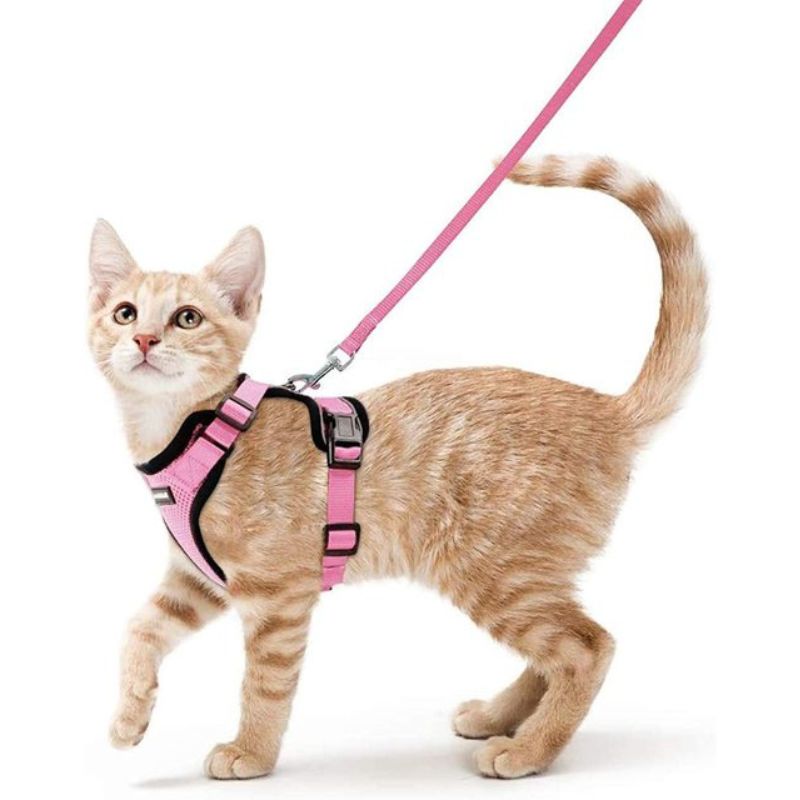 Collier traceur chat – Fit Super-Humain