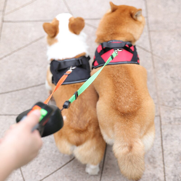 Double dog leash