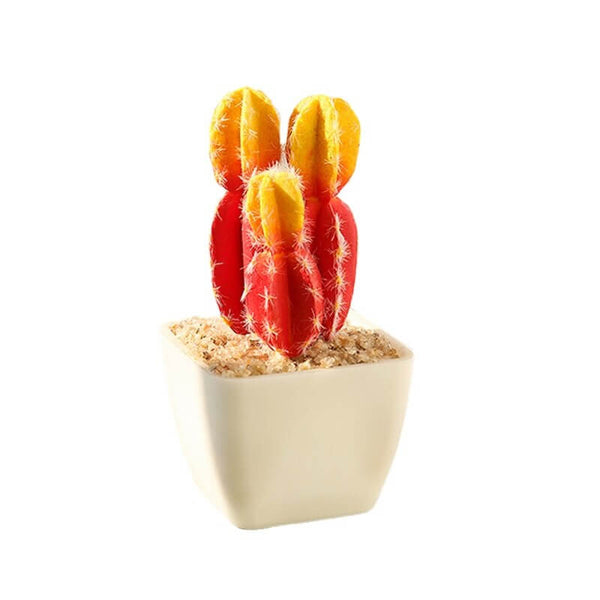 Pot mini cactus