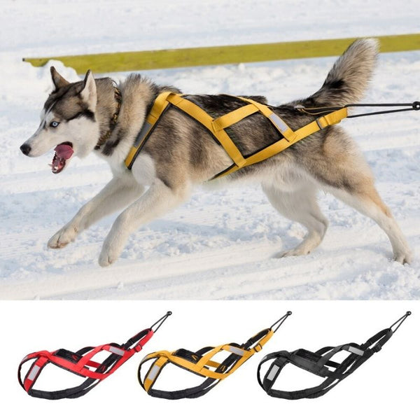 <tc>Dog Sled Harness</tc>
